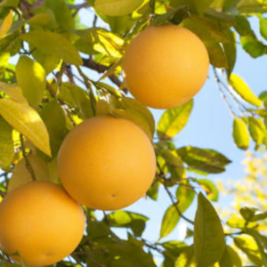 Marsh Grapefruit