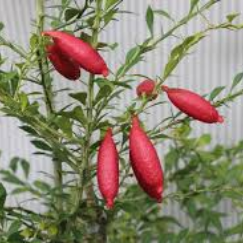 Finger Lime - Image 2