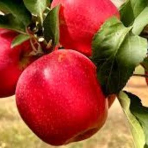 Sassy Premium Apple