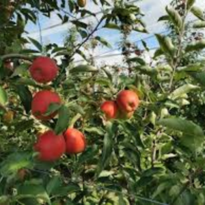 Jazz Apples