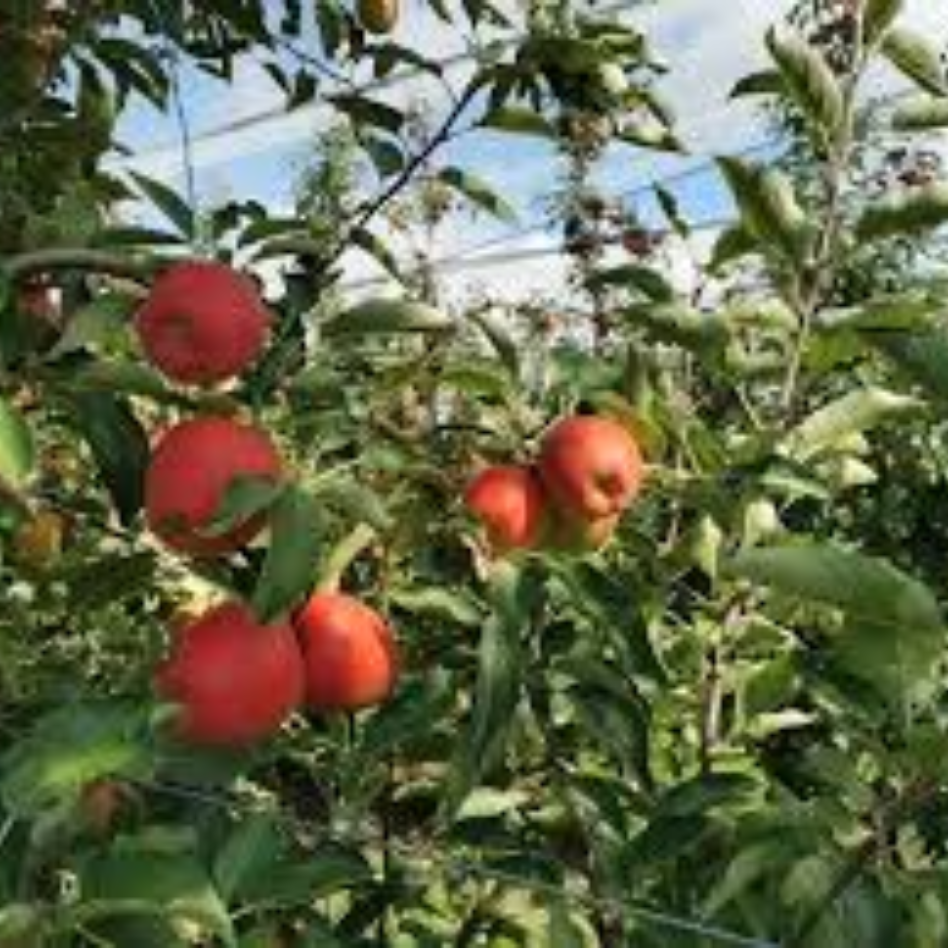 Jazz Apples