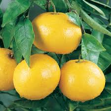 Marsh Grapefruit - Image 2