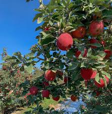 Premium Red Kissabel Apples
