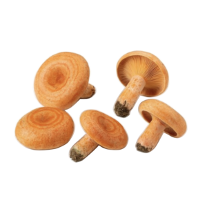 Pine Mushrooms