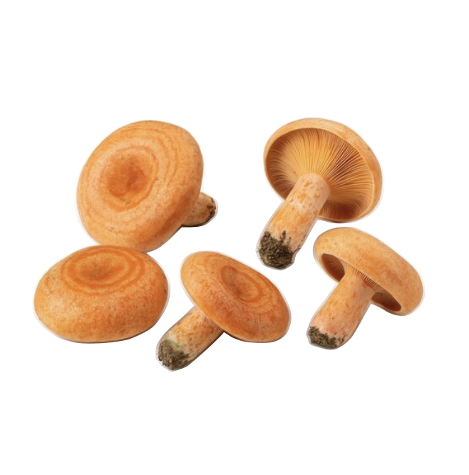 Pine Mushrooms